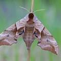 Abendpfauenauge (Smerinthus ocellata)